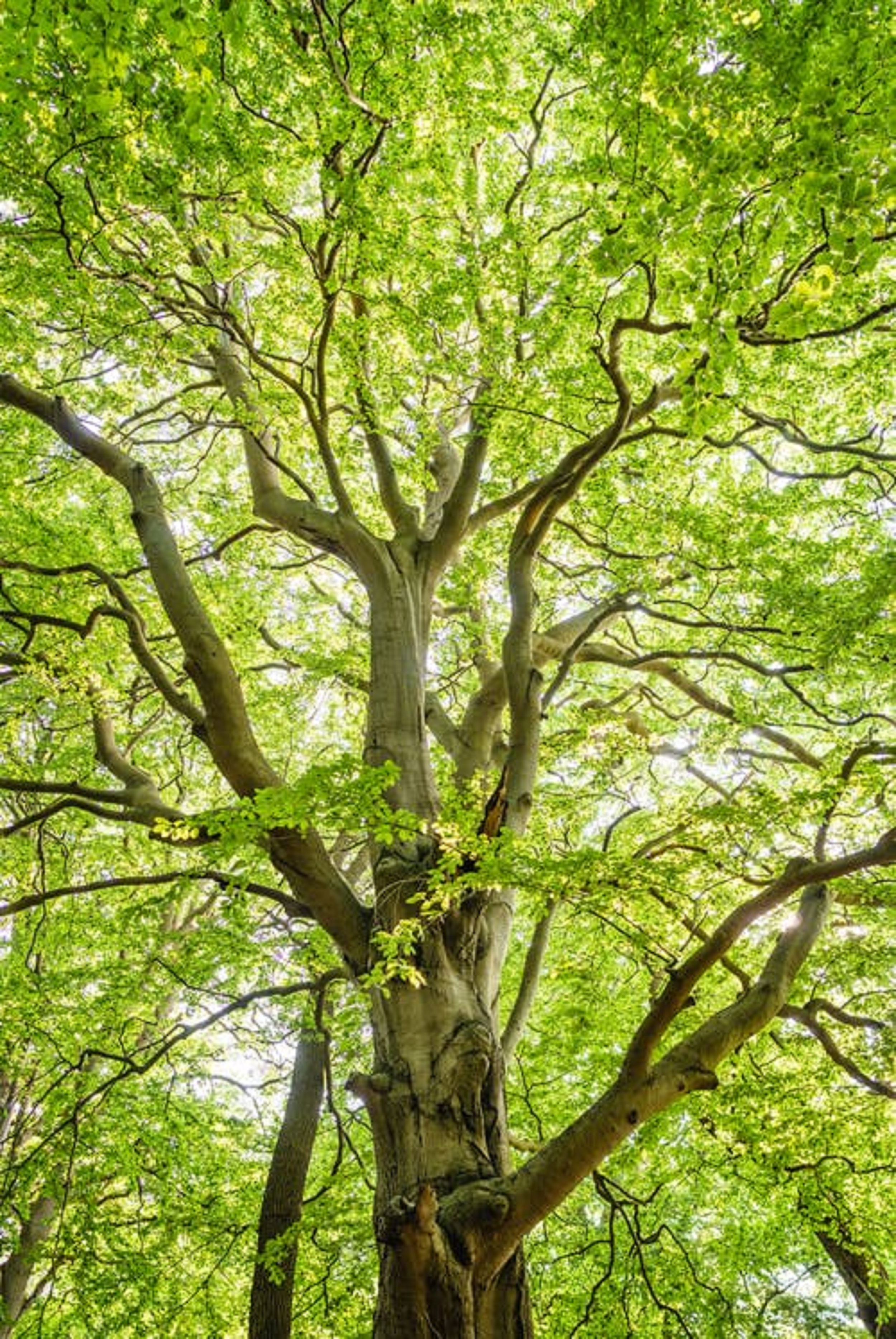 Image-3-Trees